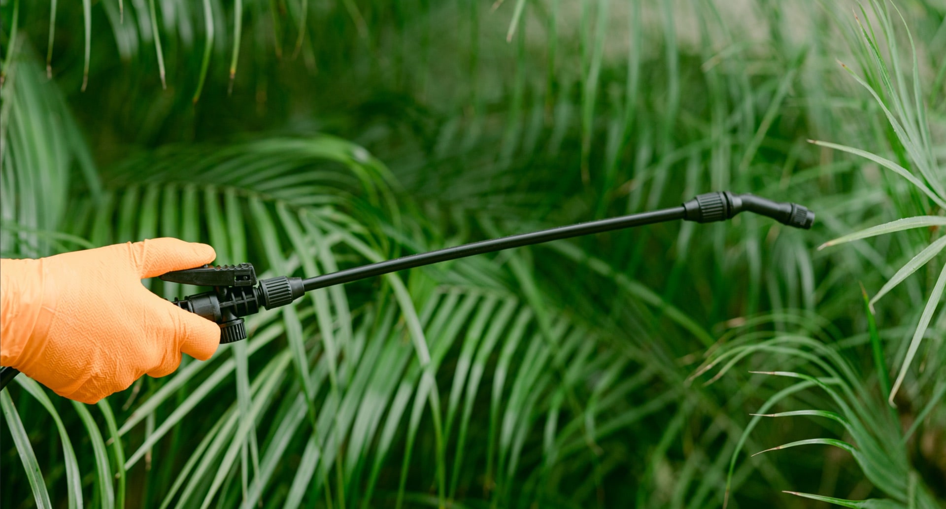 Bi-Monthly Pest Control Lago Vista Texas